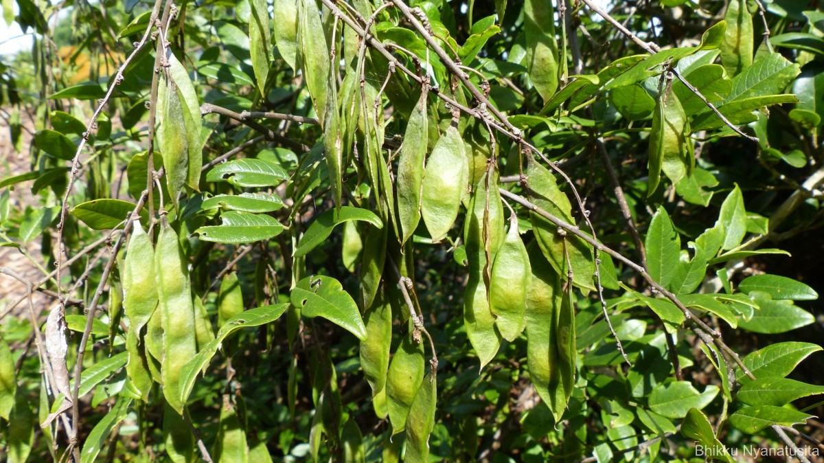 Brachypterum scandens (Roxb.) Miq.